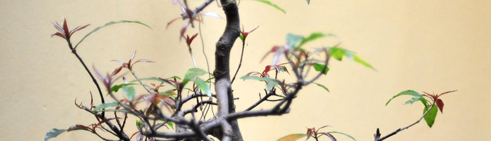 Grow a Garden Script